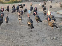 Turkeys — photo 4