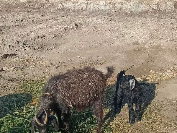 Goat, Goats — Uzbekistan