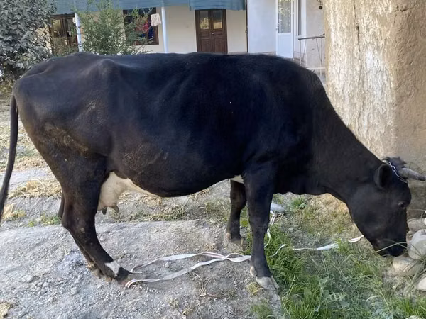 Cow, Cattle — Uzbekistan