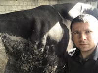 सांड, Russian Black pied cattle — फ़ोटो 2