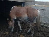 Horse (M), Horses — photo 2