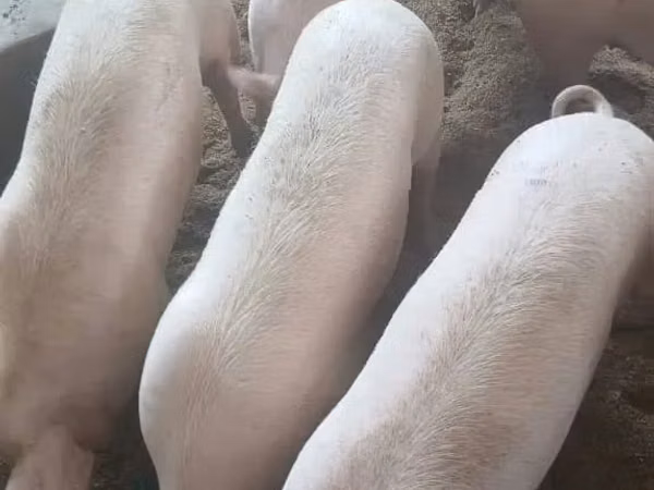 Porci (lot, sex nespecificat), 