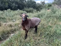 Ram, Sheep — photo 2