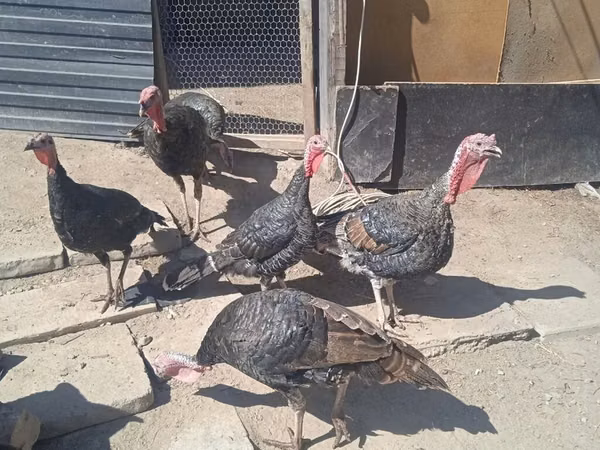 Turkeys — Kyrgyzstan