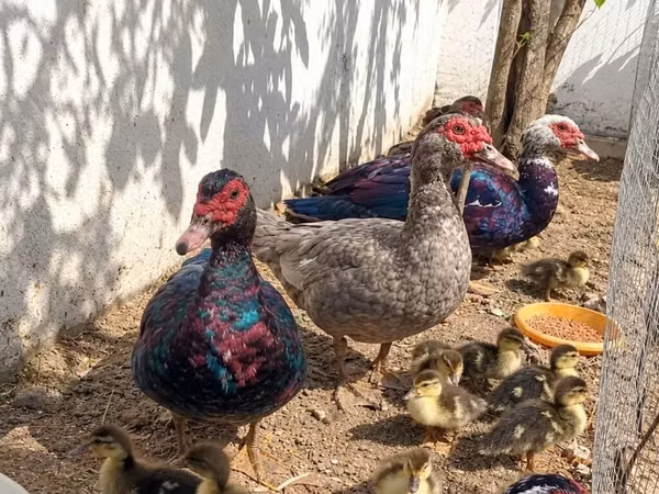 Ducks