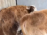 Gia súc (lô, chưa xác định giới tính), Simmental cattle — ảnh 2