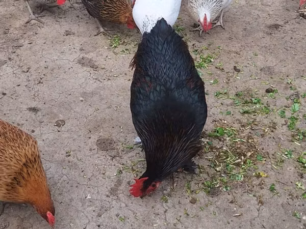 Chickens