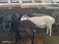 قوچ, گوسفند — عکس 5