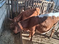 Vaca, Ganado vacuno — foto 1