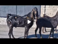 แพะตัวเมีย, Kamori goats — รูปภาพ 3