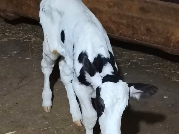 सांड, Swiss cattle