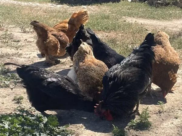 Chickens — Kyrgyzstan
