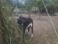 Ram, Cameroon sheep — photo 3