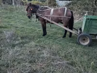 Mare, Horses — photo 3