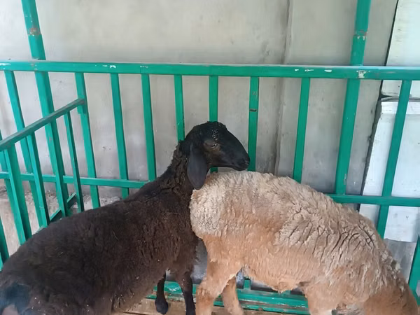Sheep (batch, sex not specified), Sheep — Uzbekistan