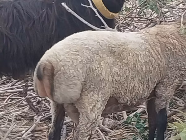 Ram, Sheep