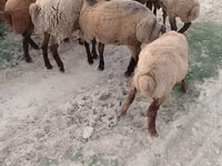 Ovce (šarže, pohlaví neuvedeno), Ovce — foto 5