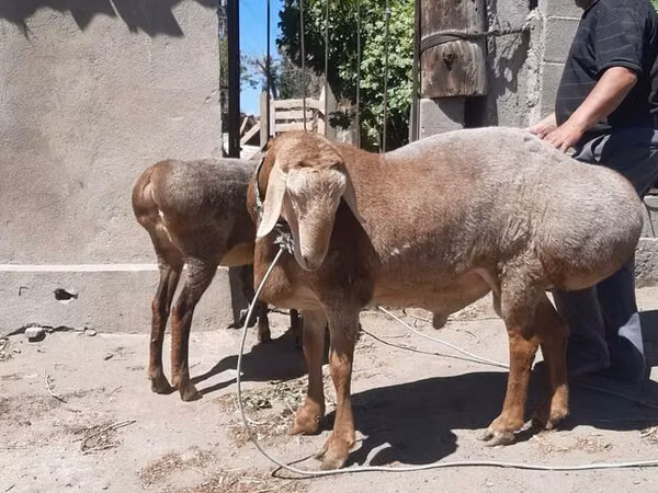 Ram, Arashan sheep — Kyrgyzstan