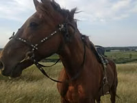 اسب نر, Kyrgyz Horse — عکس 2