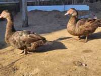 Ducks — sawirka 3