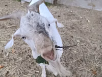 Koza, Beetal goats — foto 1
