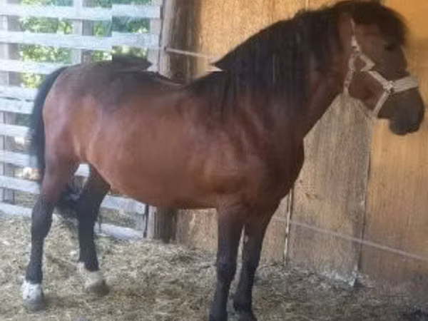 Mare, Horses