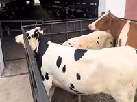گاو ماده, Simmental cattle — عکس 2