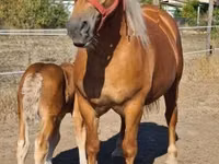 Mare, Horses — photo 8