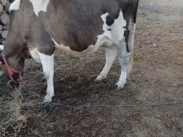 Cow, Holstein breed — Hungary
