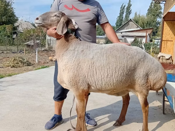 Sheep, Arashan sheep — Kyrgyzstan