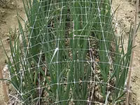 Сетка шпалерная для вьющихся растений.Plasă pentru plante cățărătoare. — عکس 4