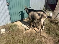 Buk, Alpine goat — foto 1