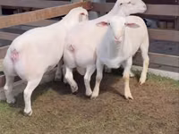 公羊, Dorper sheep — 照片 2