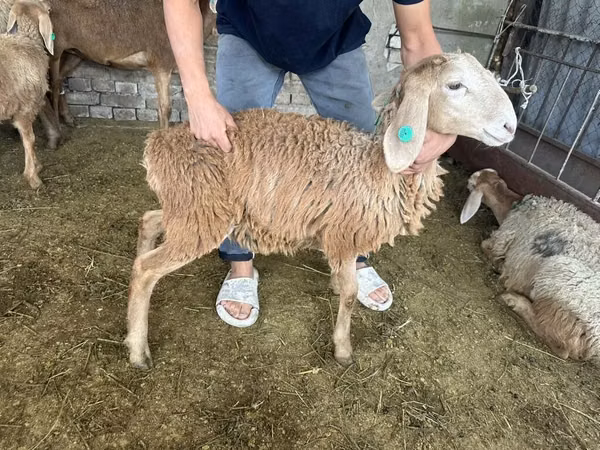 Ram, Hissar sheep — Kyrgyzstan