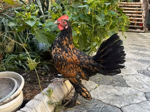 Chickens — Kyrgyzstan