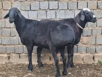 قوچ, گوسفند — عکس 2
