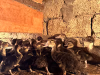 Ducks — fotografija 1
