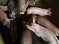 Babi betina — foto 3