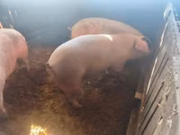 Schweine (Partie, Geschlecht nicht angegeben) — Foto 4
