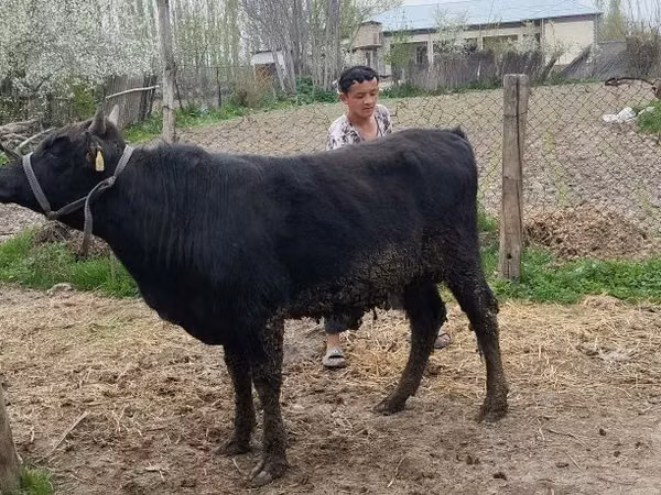Bull, Aberdeen-Angus — Uzbekistan