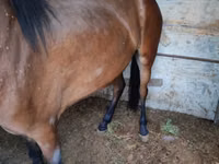 Kuda betina, Horses — foto 1