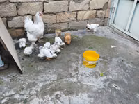 Chickens — Foto 3