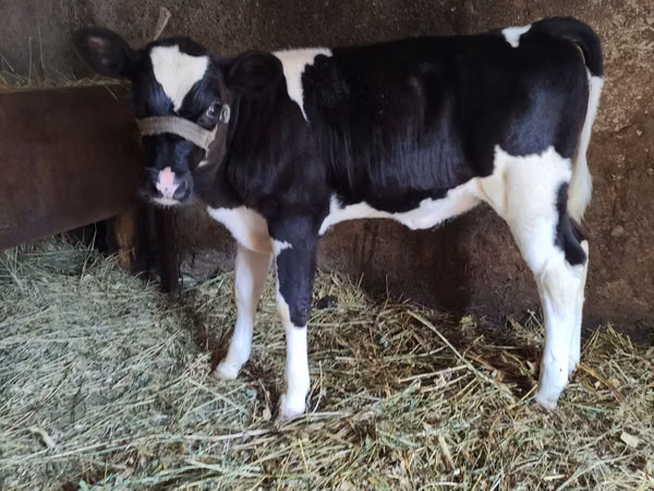 Cow, Russian Black pied cattle — Moldova