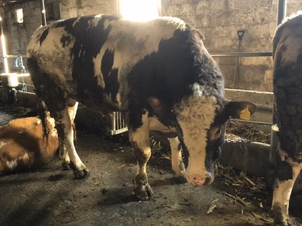 सांड, Simmental cattle — मॉल्डोवा