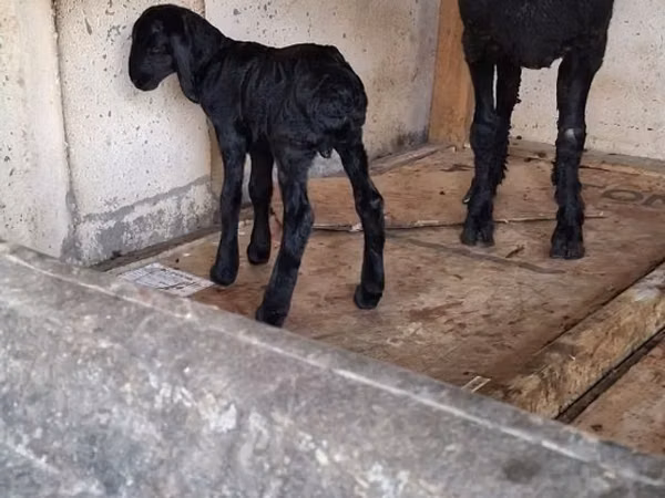 Ram, Sheep — Uzbekistan
