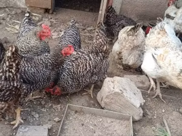 Chickens — 匈牙利