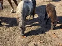 Merrie, Paarden — foto 8