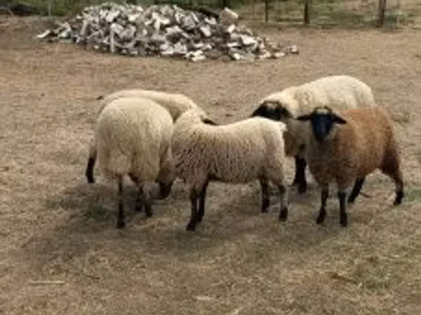 Sheep, Sheep — Hungary