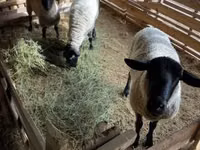 Ram, White Suffolk sheep — photo 2