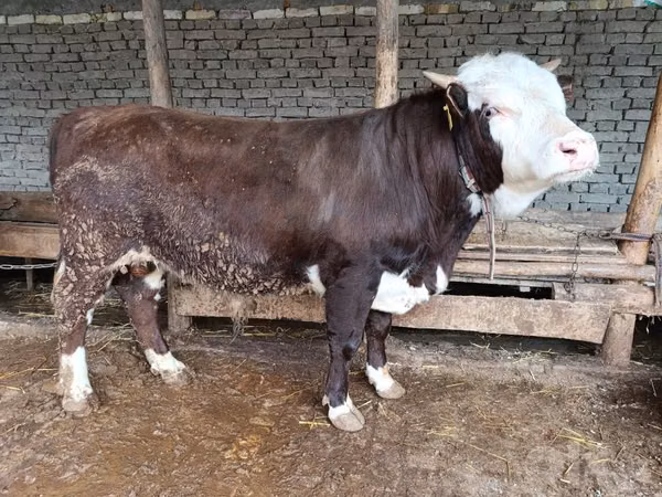 Cattle (batch, sex not specified), Cattle — Uzbekistan
